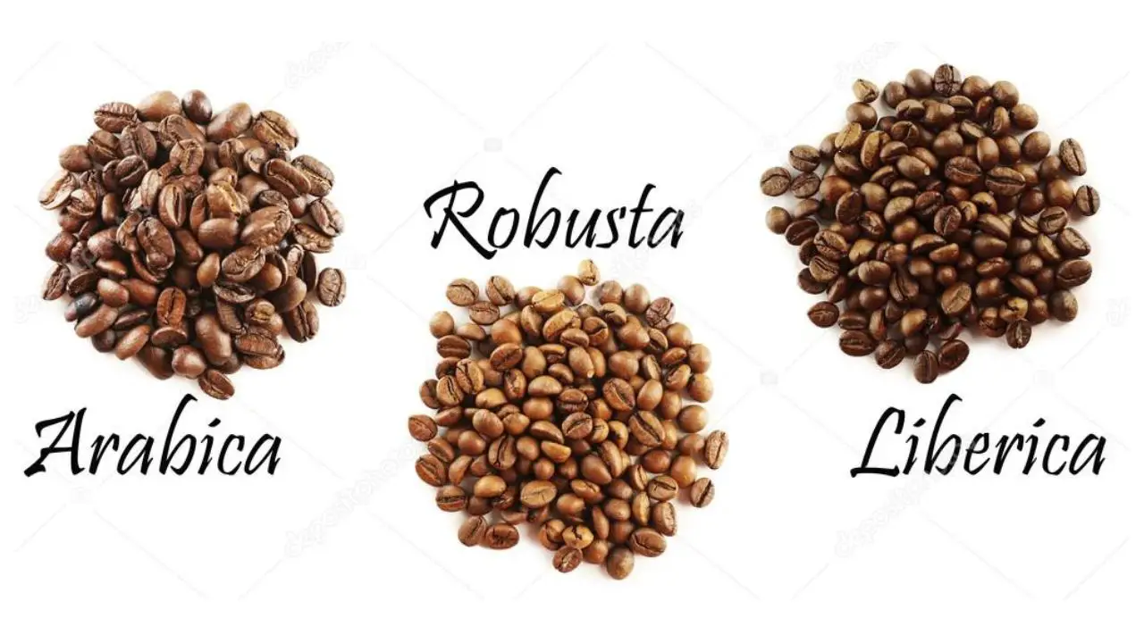 Types of coffee beans